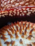 Researchers issue urgent call to save the world’s largest flower -Rafflesia - from extinction