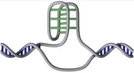 Researchers map 50,000 of DNA’s mysterious ‘knots’ in the human genome 2