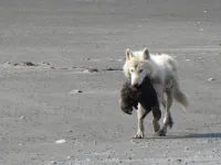 Researchers observe wolves hunting and killing sea otters and harbor seals on Alaska’s Katmai coast