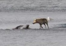 Researchers observe wolves hunting and killing sea otters and harbor seals on Alaska’s Katmai coast 2