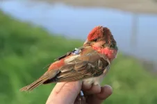 Researchers offer new insights on bird migration