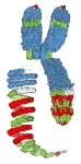 Researchers provide proof of the helical coiling of condensed chromosomes