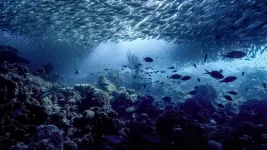 Researchers pump brakes on ‘blue acceleration’ harming oceans