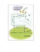 Researchers pump up oil accumulation in plant leaves