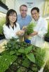 Researchers pump up oil accumulation in plant leaves 2