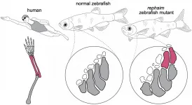 Researchers replicate a potential step of the fin-to-limb transition in zebrafish