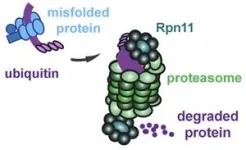 Researchers reveal a new approach for treating degenerative diseases 2