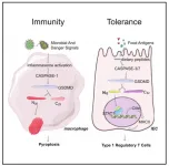 Researchers reveal Gasdermin Ds hidden power in maintaining food tolerance