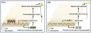 Researchers reveal how PIF proteins regulate cytokinesis