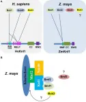 Researchers reveal Knl1 gene function in plants