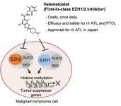 Researchers reveal mechanism of drug reactivating tumor suppressors