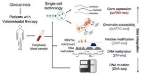 Researchers reveal mechanism of drug reactivating tumor suppressors 2