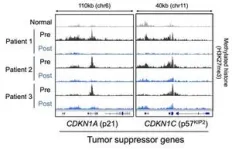 Researchers reveal mechanism of drug reactivating tumor suppressors 3