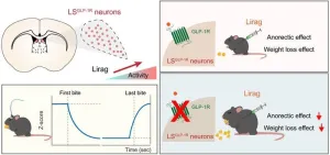 Researchers reveal new central action target of the “weight loss miracle drug” GLP-1R agonists in mice