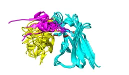 Researchers reveal why viruses like SARS-CoV-2 can reinfect hosts, evade the immune response