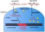 Researchers show how cells' DNA repair machinery can destroy viruses