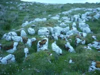 Researchers show Irish soil can offer more hope in fight against antibiotic resistance