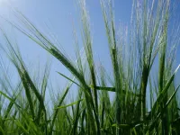 Researchers show new holistic approach to genetics and plant breeding