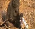 Researchers show that bold baboons learn to solve tasks from other baboons