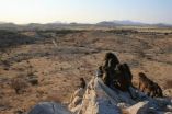 Researchers show that bold baboons learn to solve tasks from other baboons 2