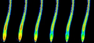 Researchers show where and how plants detect the nutrient potassium