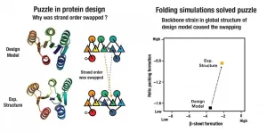 Researchers solve a puzzle to design larger proteins