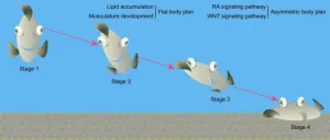 Researchers solve puzzle of origin and formation of specialized body plan in flatfishes