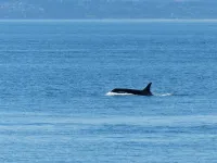 Researchers study public comments on orca conservation to aid future protection efforts