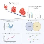 Researchers target proteins, pathways behind congenital heart disease 2