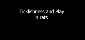 Researchers tickle rats to identify part of the brain critical for laughter and playfulness