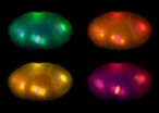 Researchers track protein hitchhiker in fluorescent worms