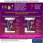 Researchers uncover how photosynthetic organisms regulate and synthesize ATP