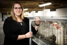 Researchers uncover what makes some chickens more water efficient than others