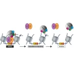 Researchers unravel a novel mechanism regulating gene expression in the brain that could guide solutions to circadian and other disorders