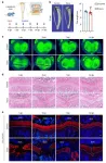 Researchers unveil the role of primary cilia in facilitating cartilage regeneration after growth plate fractures