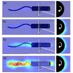 Researchers use 3D models to investigate bacteria movement 2