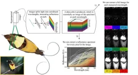 Researchers use a powerful imaging technique to illuminate the colorful plumage of birds