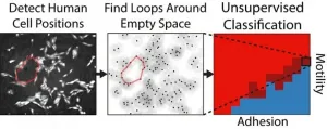 Researchers use 'hole-y' math and machine learning to study cellular self-assembly