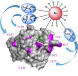 Researchers use multivalent gold nanoparticles to develop efficient molecular probe