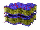 Researchers watch lipid molecules in motion