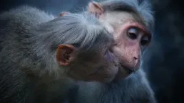 Researchers widely observe yet seldom publish about same-sex sexual behavior in primates and other mammals - often because it is perceived to be rare