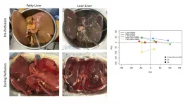 Researchers work to increase number of transplantable livers