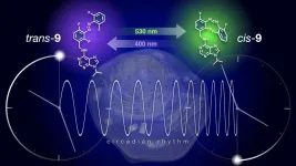 Resetting the biological clock by flipping a switch