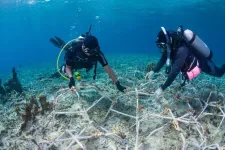 Restored coral reefs can grow as fast as healthy reefs