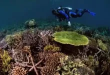 Restored coral reefs can grow as fast as healthy reefs 2