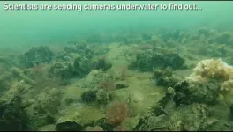 Restored oyster sanctuaries host more marine life