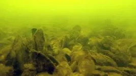 Restored oyster sanctuaries host more marine life 2