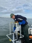 Restored oyster sanctuaries host more marine life 3