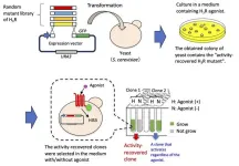 Restoring the function of a human cell surface protein in yeast cells