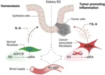 Retinol disruption and the role of vitamin a metabolism in colon cancer